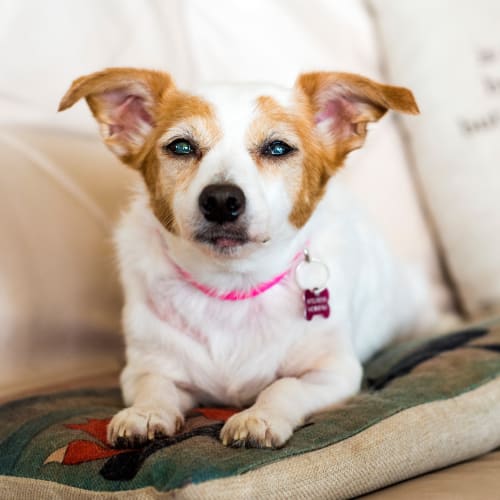 Surgery to Treat Cataracts in Dogs | Carolina Veterinary Specialists