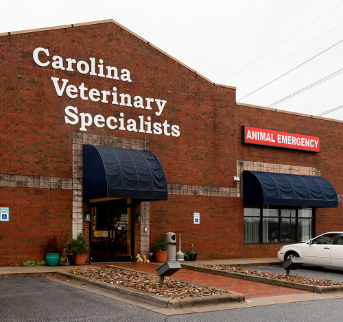 About Us, Carolina Veterinary Specialists in Greensboro