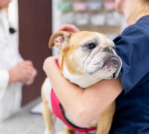 Oncology Services | Carolina Veterinary Specialists | Vet in Greensboro | Serving the Greensboro