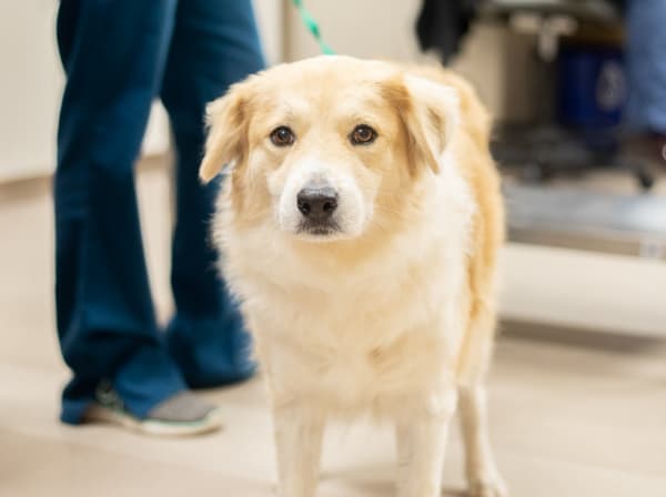 Specialists | Carolina Veterinary Specialists | Greensboro Speciality & Emergency Vet