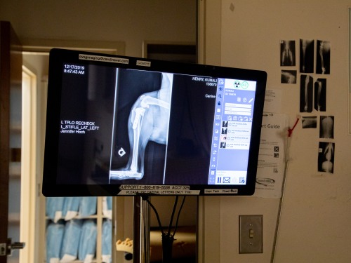 Radiology (Digital X-Rays), Carolina Veterinary Specialists in Greensboro
