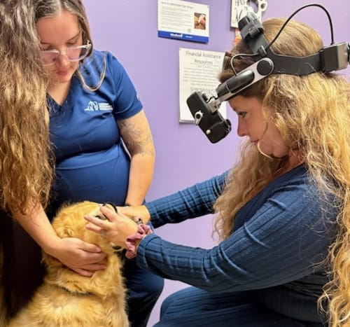 Eye Care for Cats & Dogs, Carolina Veterinary Specialists in Greensboro